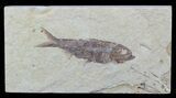 Detailed, Knightia Fossil Fish - Wyoming #57064-1